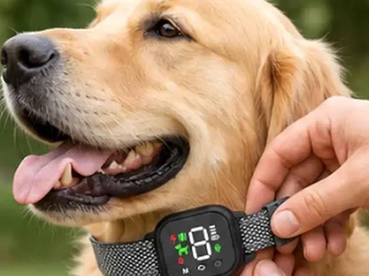 Adjust the Reflective Strap